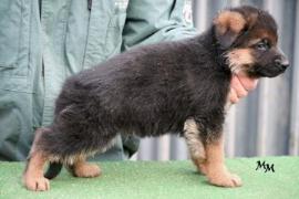 Quattro von Rapicar at 5 weeks