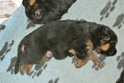 Nina's puppies at 2 weeks and 1 day