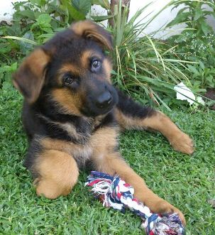 Duke von dem Krieger-Platz