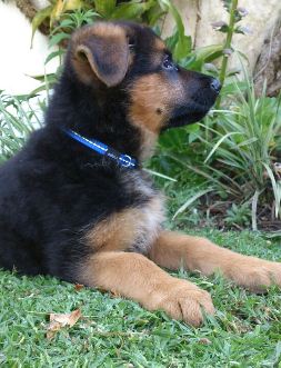 Duke von dem Krieger-Platz