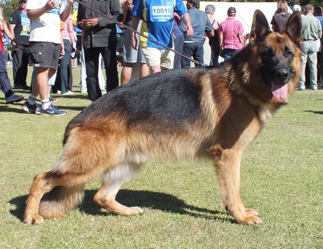 Glock vom Pfalzerwald